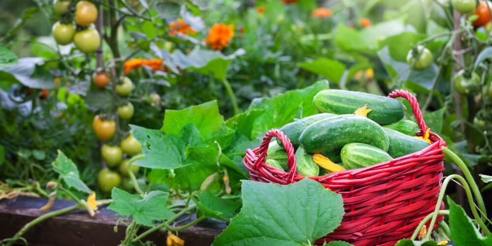 Raised bed vegetable gardens will experience high yield with Microbe-Life products.