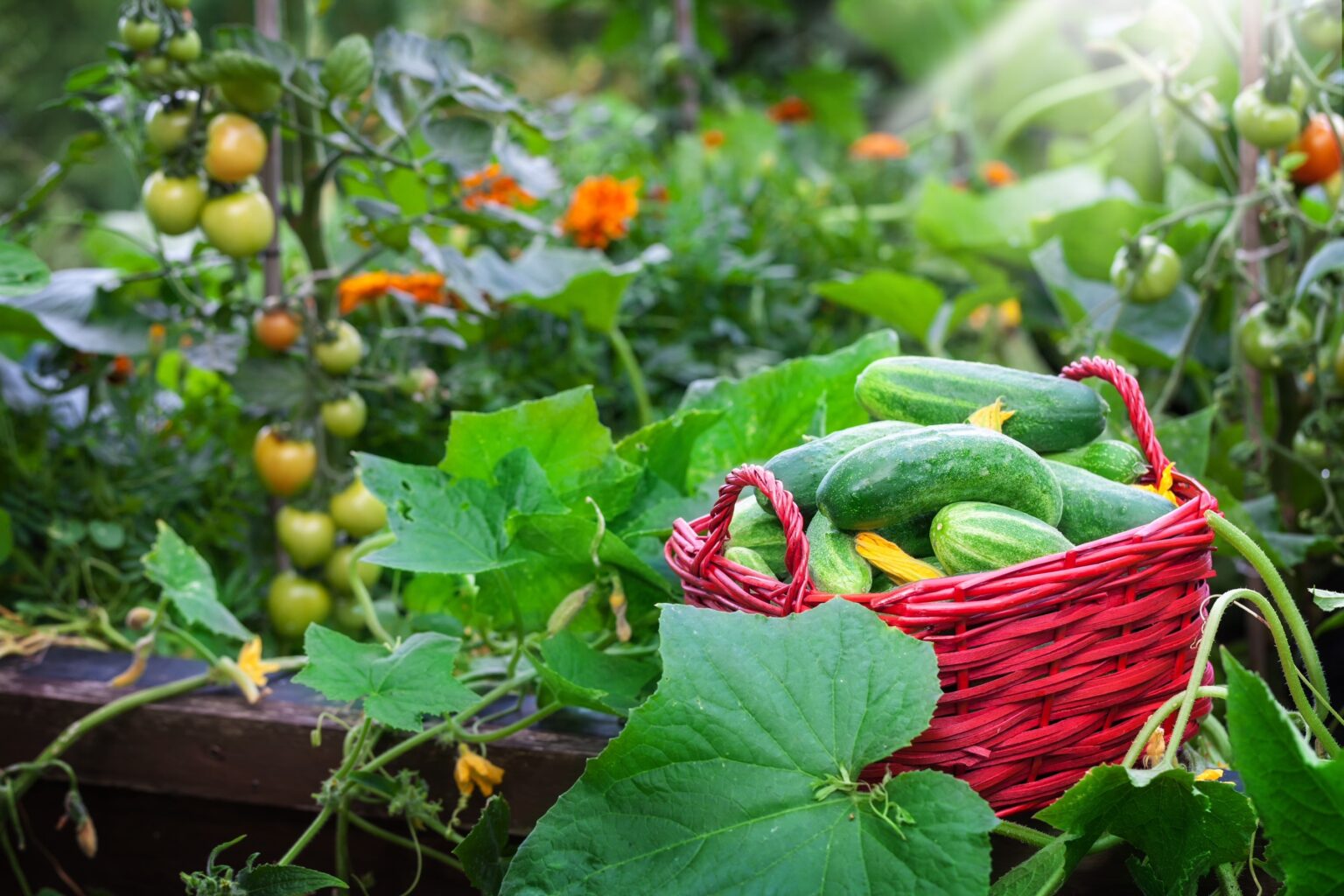 A Guide to Raised-Bed and Container Gardening - MicrobeLifeHydro