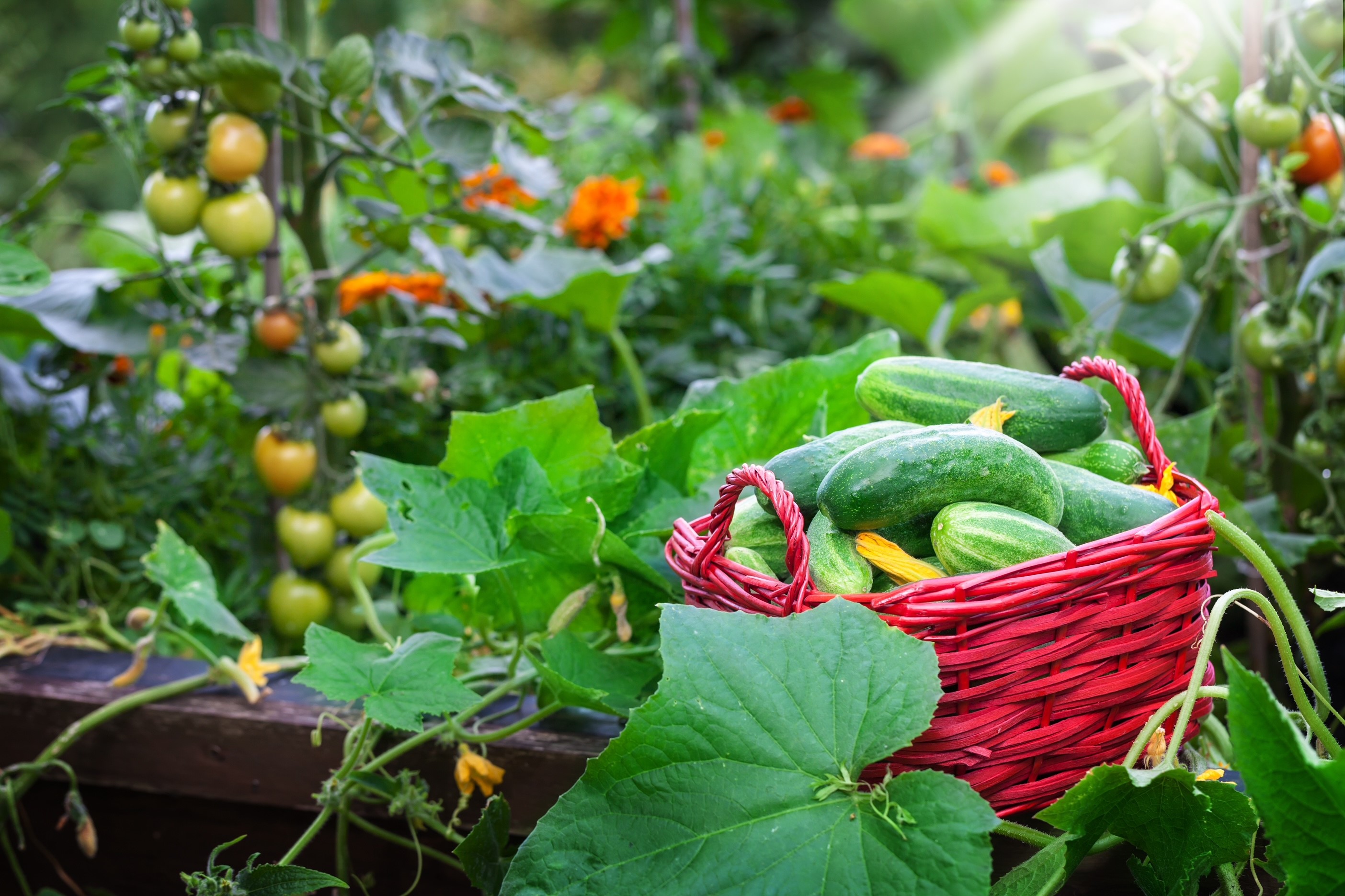 Raised bed vegetable gardens will experience high yield with Microbe-Life products.