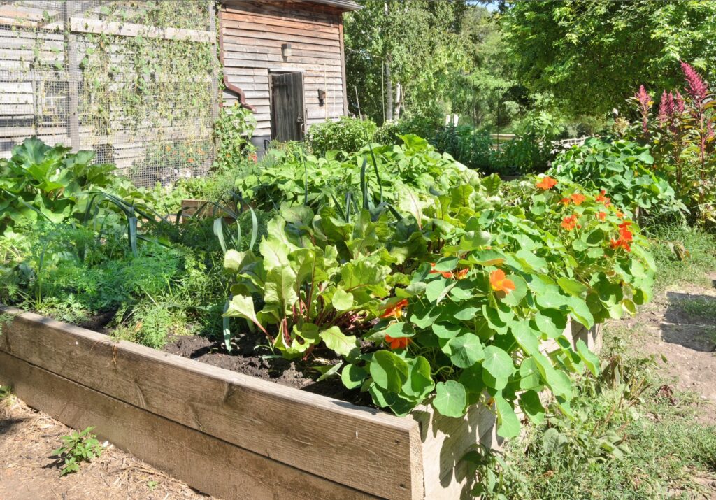 Vegetable & flower raised bed garden growing strong.