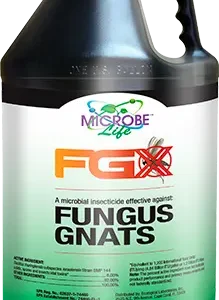 Fungus Gnats