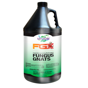 Fungus Gnats